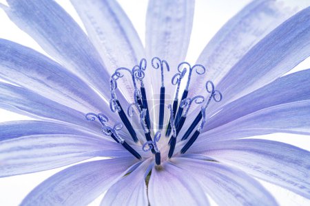 Chicory flower close up on the white background.