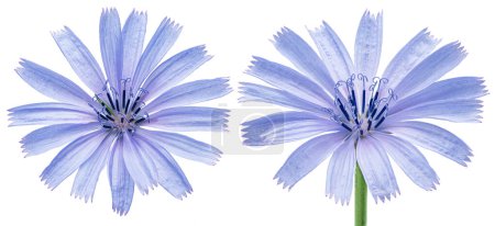 Chicorée Blumen auf weißem Hintergrund. Datei enthält Schnittpfade.
