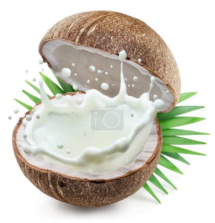 Photo for Coconut milk splash spraying from cracked coconut fruit. File contains clipping path. - Royalty Free Image