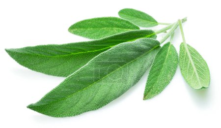 Green sage leaves isolated on white background.