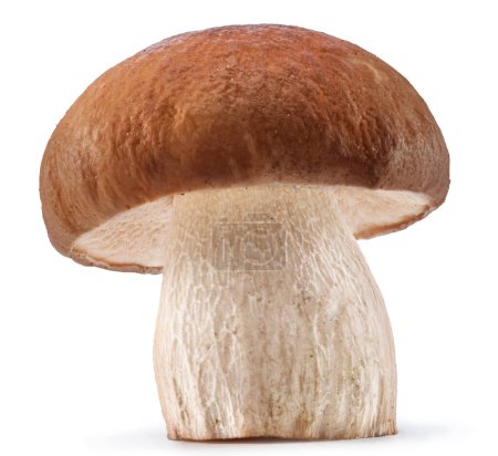 Porcini mushroom isolated on white background. File contains clipping path.