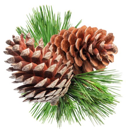 Conifer cone or fir cone with pine needles isolated on white background.