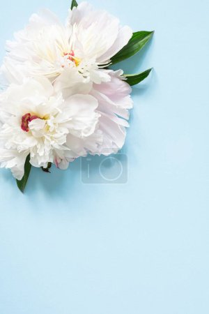 Weiße Pfingstrosenblüten auf blauem Hintergrund. Das Konzept der Blume blüht auf. Grußkarte.
