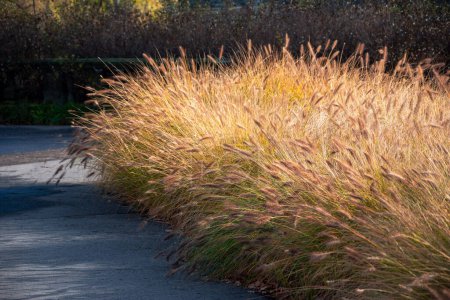 Photo for Row of ornamental grass Pennisetum alopecuroides (dwarf fountain grass) in the time of autumn. Plant growing by the concrete sidewalk. - Royalty Free Image