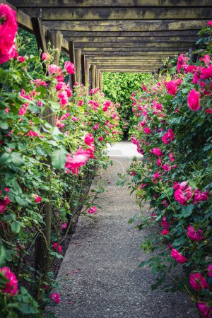 Pérgola de madera cubierta de hermosas rosas rosadas. Estructura de soporte de jardín de madera. Trellis. Jardín de rosas. Chorzow, Silesian Park.