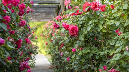 Hölzerne Pergola, überwachsen mit schönen rosa Rosen. Holzgartenstützkonstruktion. Spalier stehen. Rosengarten. Chorzow, Schlesischer Park.