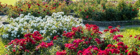 Téléchargez les photos : Rose park. Roses en différentes couleurs. l'été. Chorzow, parc silésien - en image libre de droit