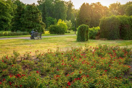 Silesian Park es uno de los parques más grandes del centro de Europa. Jardín de rosas en una tarde de verano. Chorzow, Polonia