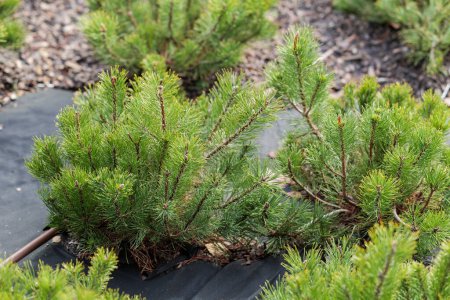 Plántulas de pino de montaña (Pinus mugo). Sistema de riego de plantas. Chips de madera en geotextil