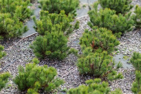 Photo for Mountain pine (Pinus mugo) seedlings . Plant irrigation system. Wood chips on geotextile - Royalty Free Image