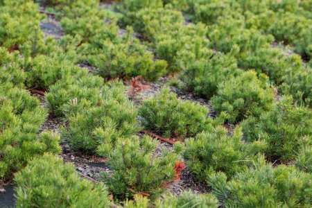 Photo for Mountain pine (Pinus mugo) seedlings . Plant irrigation system - Royalty Free Image
