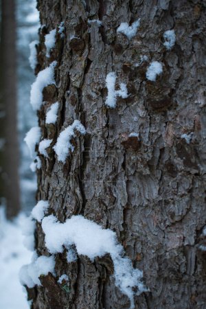 Foto de Corteza de árbol cubierto de nieve en invierno - Imagen libre de derechos