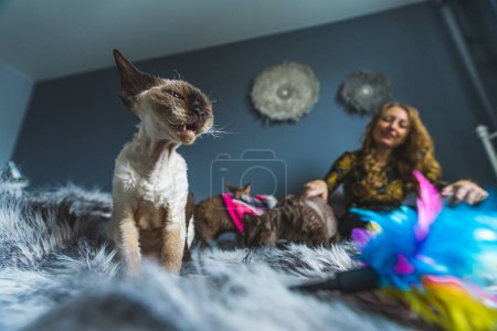 Devon rex gatos y su dueño mujer divirtiéndose en la cama, cuidando de las mascotas. Foto de alta calidad