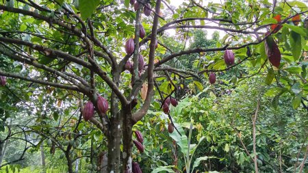 Pendant la période de production, les gousses de cacao produisent beaucoup de fruits si l'on prend soin de tailler les branches de la plante.