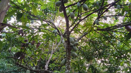 Durante el período productivo, las vainas de cacao producen bastante fruta si se toma cuidado y se poda las ramas de la planta.