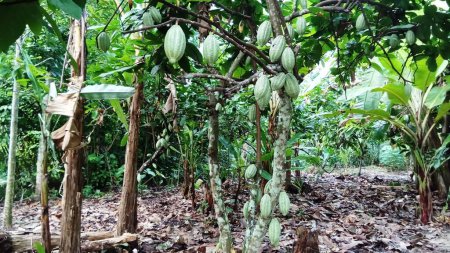 Pendant la période de production, les gousses de cacao produisent beaucoup de fruits si l'on prend soin de tailler les branches de la plante.