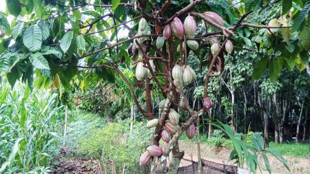Während der produktiven Zeit produzieren Kakaoschoten ziemlich viele Früchte, wenn man die Zweige an der Pflanze pflegt und schneidet.
