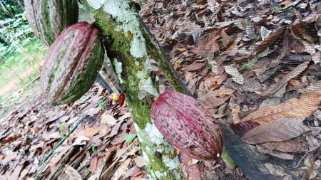 Durante el período productivo, las vainas de cacao producen bastante fruta si se toma cuidado y se poda las ramas de la planta.
