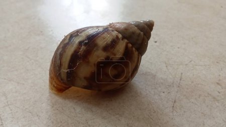 The brownish snail shell on the floor is a safe home for the soft organs of this animal, which eats leaves