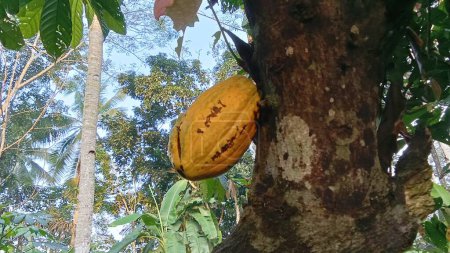 Cocoa fruit that produces good fruit is a fairly expensive export commodity with good quality