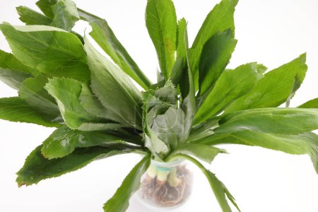 Téléchargez les photos : Ngo Gai feuilles thai persil parfum condiment aux herbes sur fond blanc - en image libre de droit