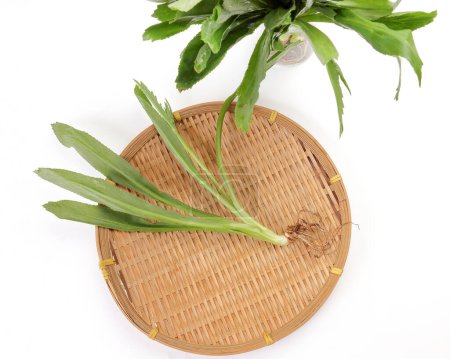 Téléchargez les photos : Ngo Gai feuilles thai persil parfum condiment aux herbes sur fond blanc - en image libre de droit