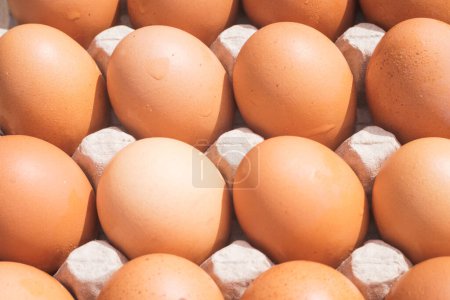 close up chicken brown eggs in carton box 