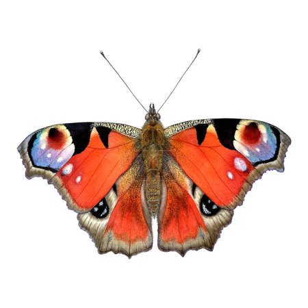 Photo for Peacock butterfly watercolor realistic illustration. Botanical art painting isolated on white background. Can be used for prints, wrapping and textile design, packaging, paper, wallpaper. - Royalty Free Image