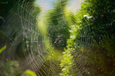 Téléchargez les photos : Spider web close up on a blurred background. - en image libre de droit