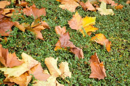 Téléchargez les photos : Grass covered with colorful leaves. Selective focus. - en image libre de droit