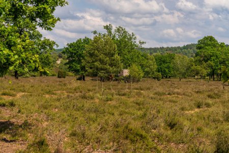 Landscape in the Lueneburg Heath near Niederhaverbeck, Lower Saxony, Germany
