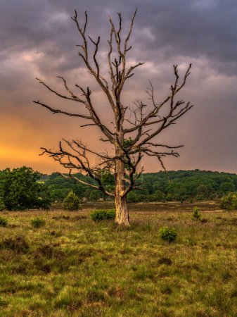 Abend in der Lüneburger Heide mit einem toten Baum und dramatischen Wolken nach einem Gewitter bei Niederhaverbeck, Niedersachsen