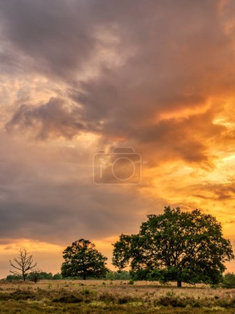 Evening in the Lueneburg Heath with dramatic clouds after a thunderstorm near Niederhaverbeck, Lower Saxony, Germany
