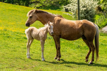 A foal and its mother in the meadow