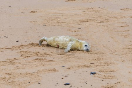 A baby seal resting on a beach