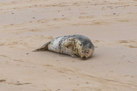 A seal resting on a beach