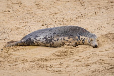 A seal resting on a beach