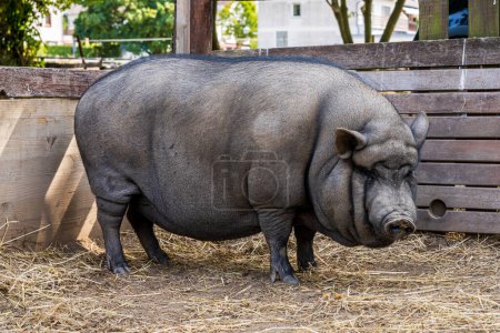 Un cerdo de vientre negro en su recinto