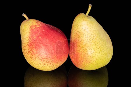 Photo for Two organic pears, close-up, on a black background. - Royalty Free Image