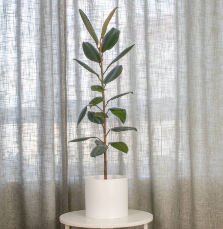 Foto de One Ficus caucho (elástico) en una maceta de cerámica, macro, . - Imagen libre de derechos