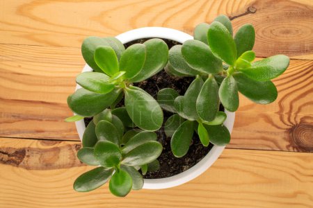 Photo for Homemade flower, Crassula ovata, in a ceramic pot on a wooden table, macro, top view. - Royalty Free Image