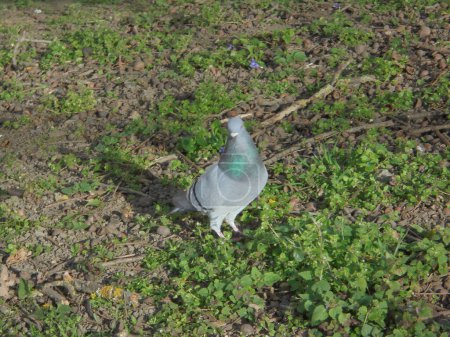 very beautiful pigeon bird in spring