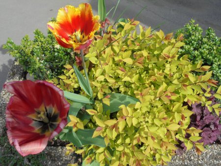 very beautiful tulip with yellow-red petals