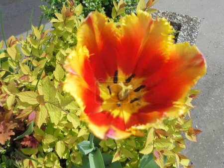 very beautiful tulip with yellow-red petals