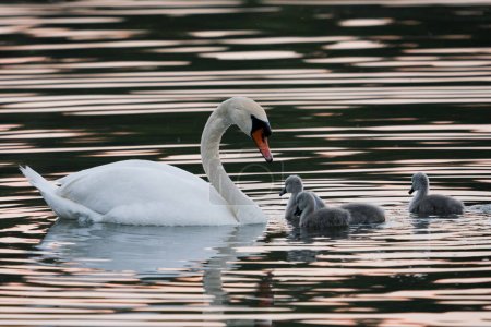 Cisne y polluelos en el lago. Aves en su hábitat natural. La belleza de la vida silvestre.