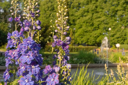 Purple delphinium flowers on the background of a fountain in the park. Natural background.
