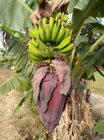 Téléchargez les photos : Fleur de banane avec des fruits sur la branche. gros plan de banane. - en image libre de droit