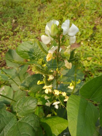 Téléchargez les photos : Une vue rapprochée du haricot jacinthe aux fleurs blanches - en image libre de droit