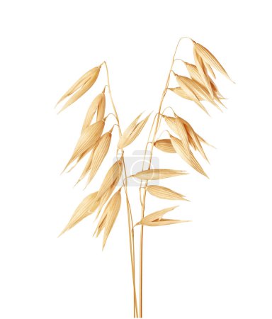 Photo for Dried oat plant close up isolated on white background - Royalty Free Image