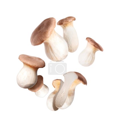 Téléchargez les photos : Champignons de l'huître royale (Pleurotus eryngii) dans l'air isolé sur fond blanc - en image libre de droit
